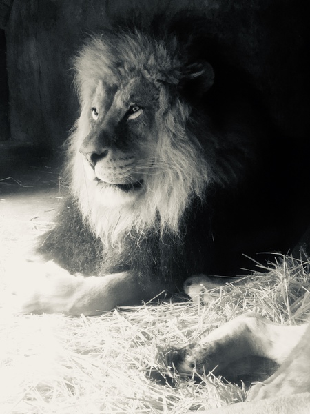 Entry image for King . Clicking this image will show a larger photo