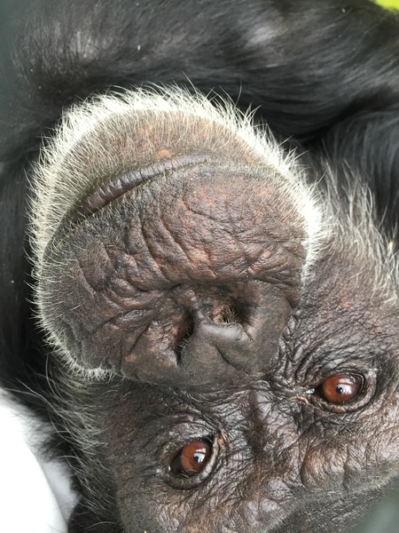 Entry image for Delilah. Clicking this image will show a larger photo