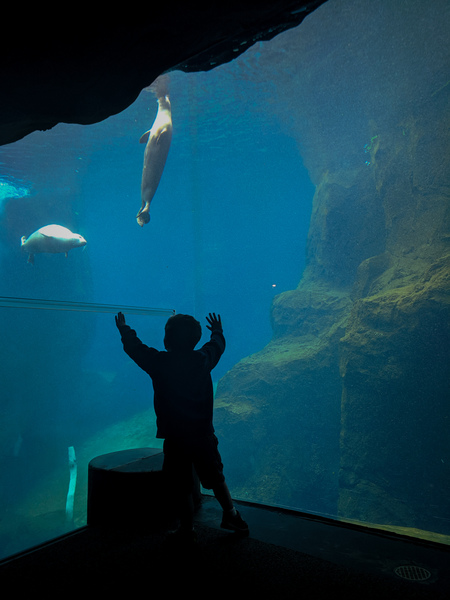 Entry image for World of Wonder. Clicking this image will show a larger photo