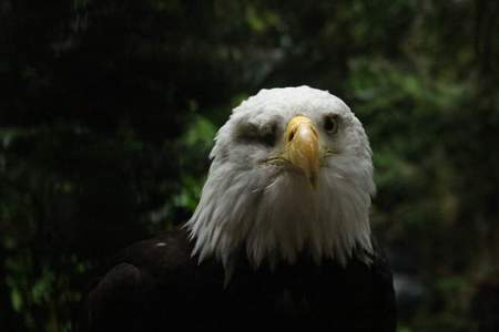 Entry image for Stare down. Clicking this image will show a larger photo