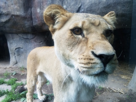 Entry image for Hello, Lion. Clicking this image will show a larger photo