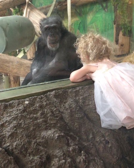 Entry image for Hominidae. Clicking this image will show a larger photo