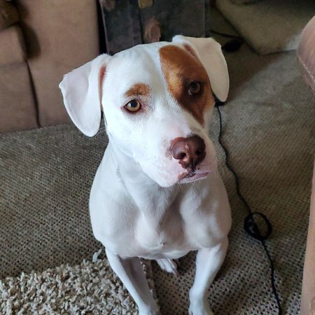 Rascal