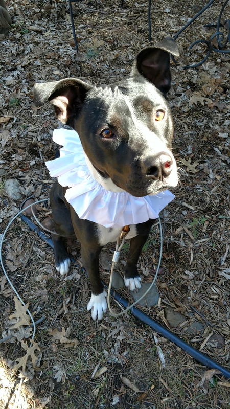 Piper