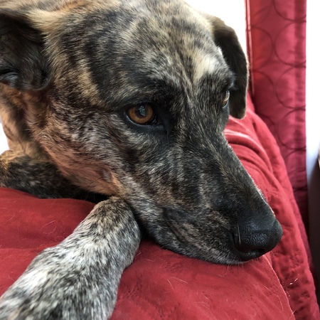 Maya