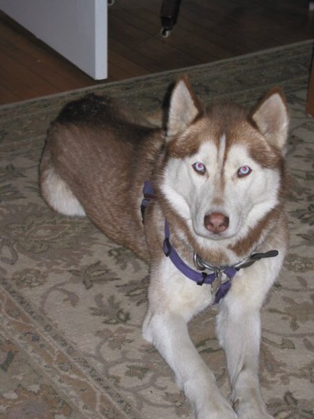 Miska