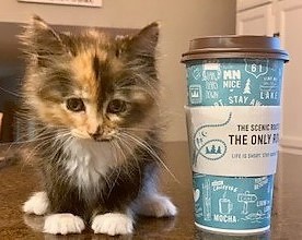 Caribou Kitten
