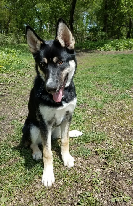 Koda