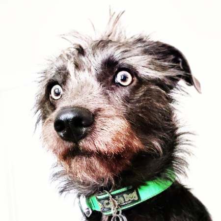 Oberon "Obie" Ham Farts Kenobi of the Silver Mange