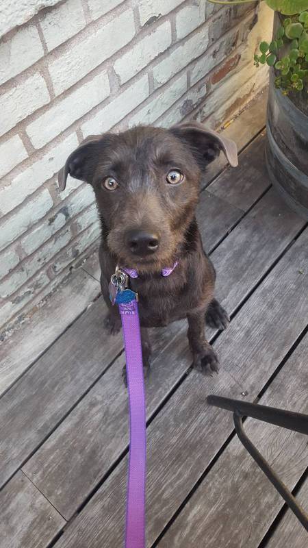 Oberon "Obie" Ham Farts of the Silver Mange