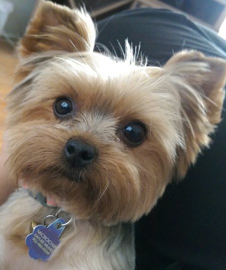 Cece