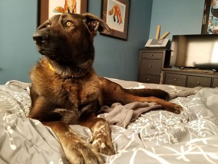 Arlo