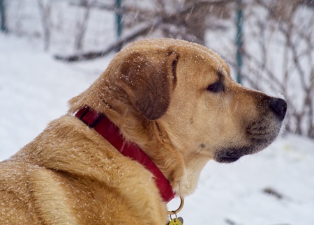 Rex