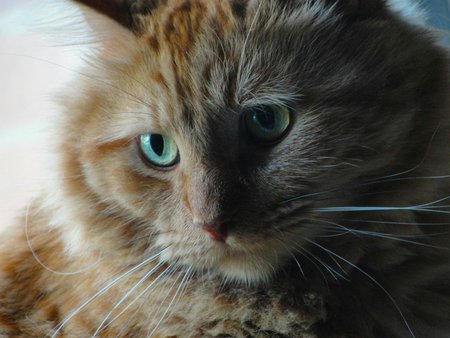 Jesse