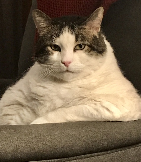 Monte