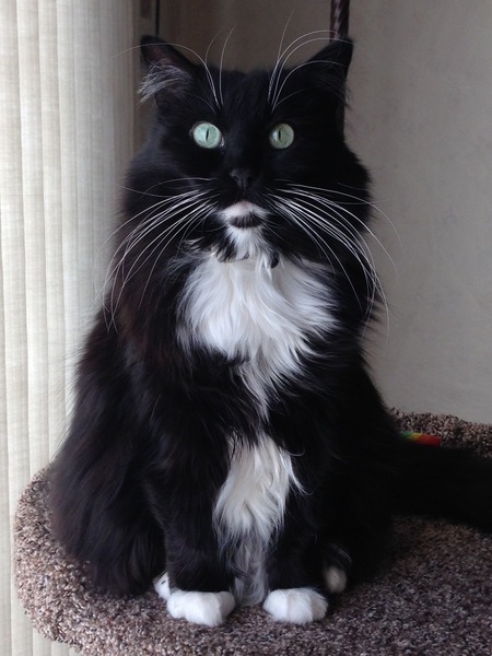 Pyewacket 
