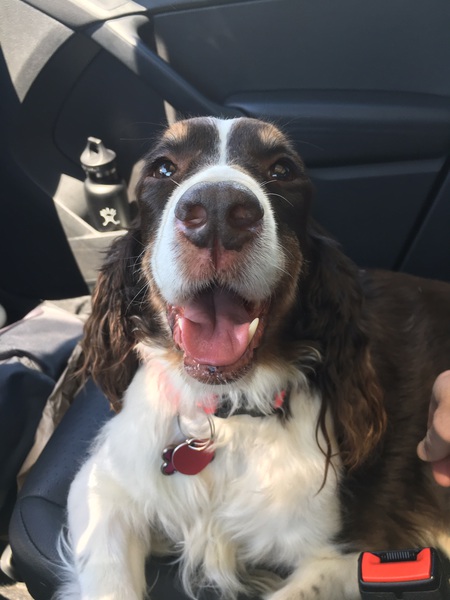 Gracie