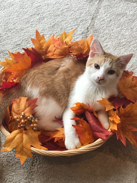 Gus
