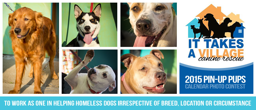 it takes a village dog rescue