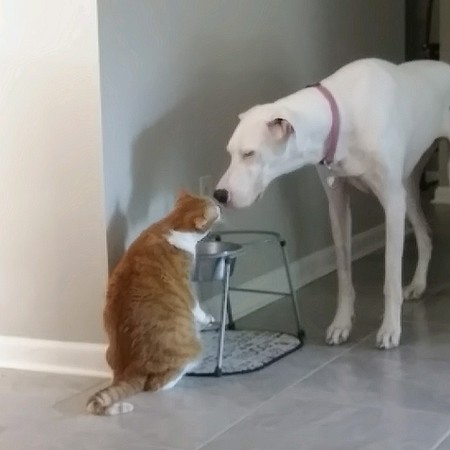 Zoey and Tree Cat