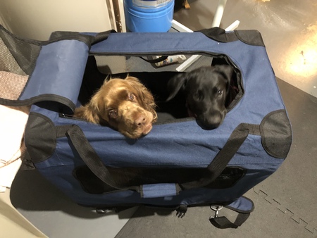Hartley and Quinn