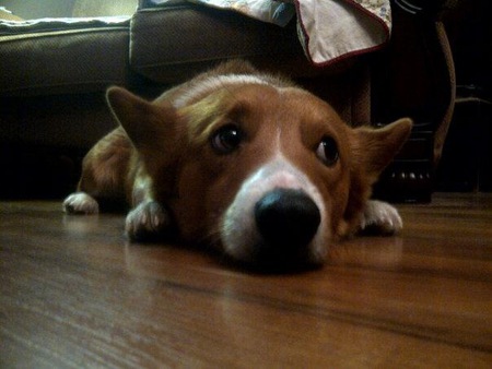 Steve