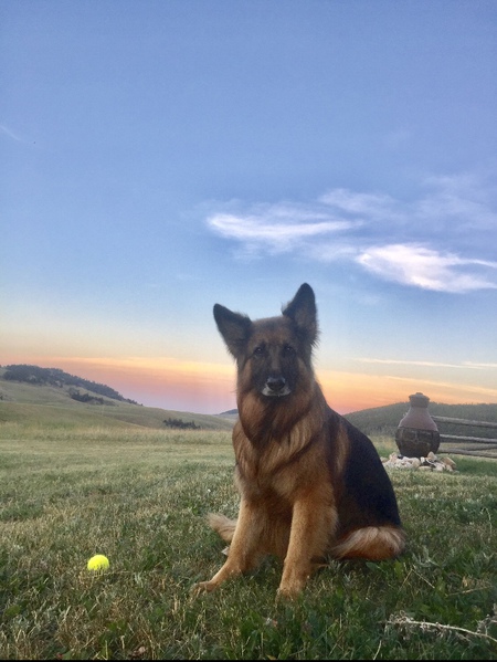 Rollo