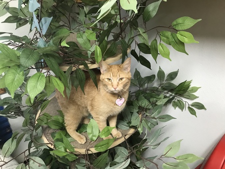 Simba