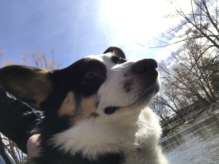 Kimber 