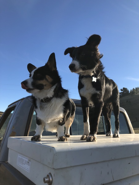 Kimber and Hoss 