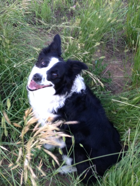 Sadie 
