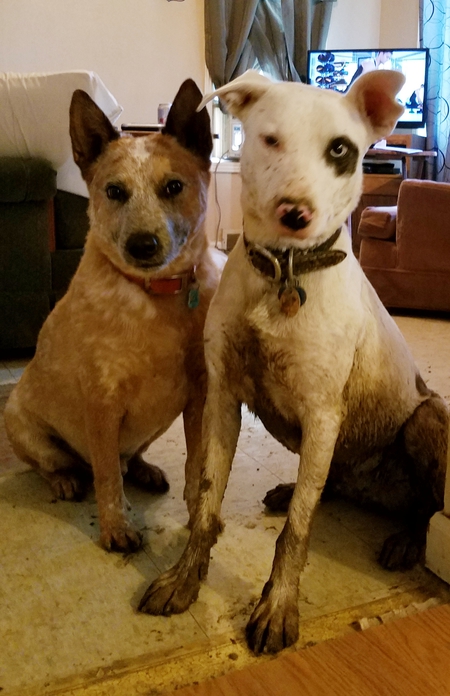 Koda and Willy