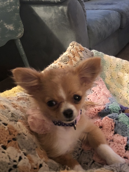 Miss Pippi