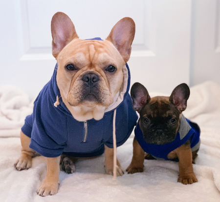Denali and Enzo