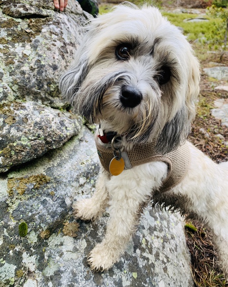 Loki