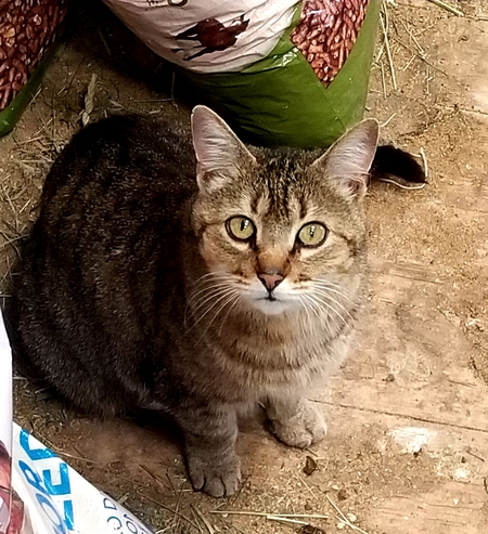 BooBoo kitty