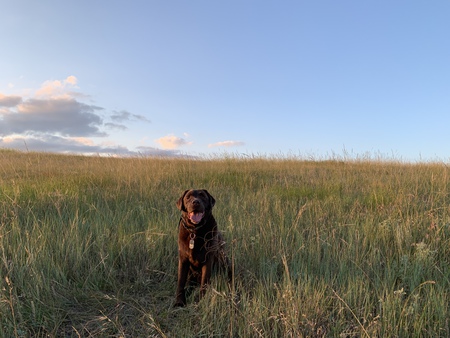 Murphy 