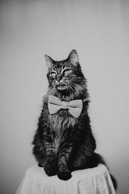 Bagheera