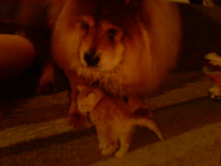 simba with his little kitty chester