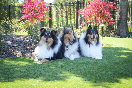 Lucky, Beau, Lacy