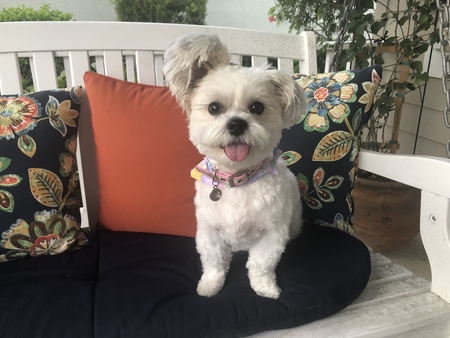 Bella