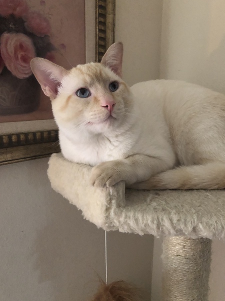 Loki