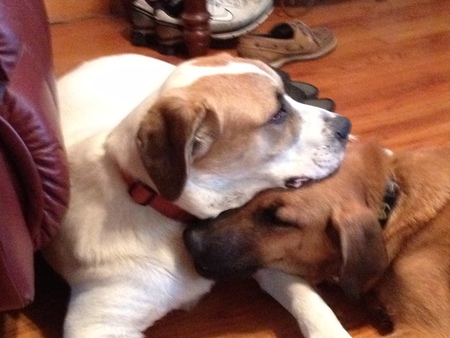 Penny & Brownie