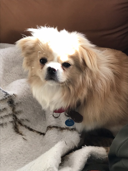 Teddy