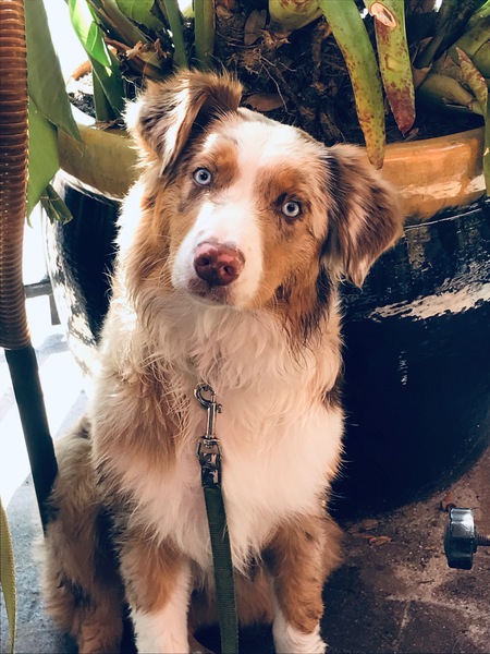 Bella