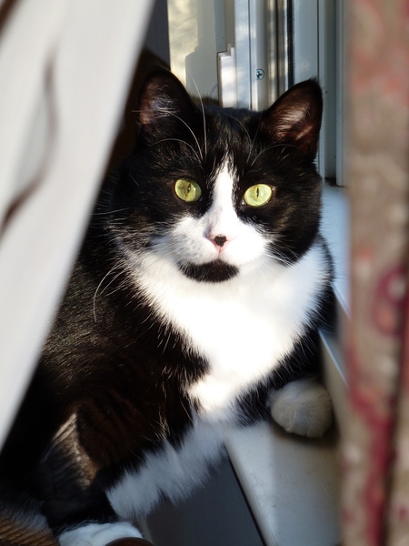Stella