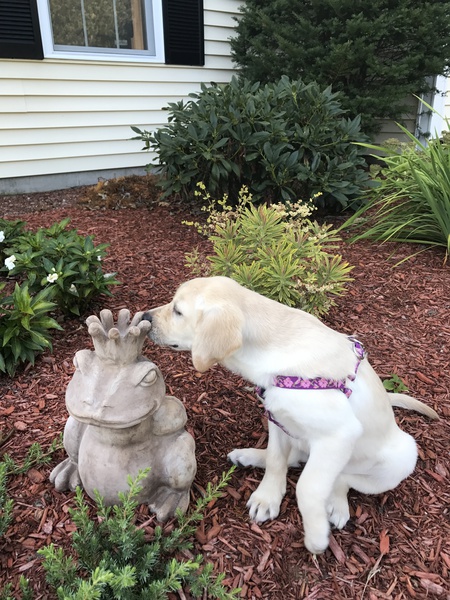 Gracie