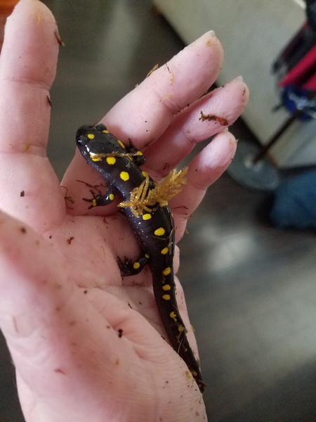 Toothless