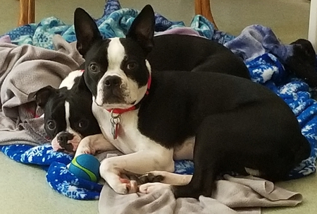 Peggy Sue & Buddy 