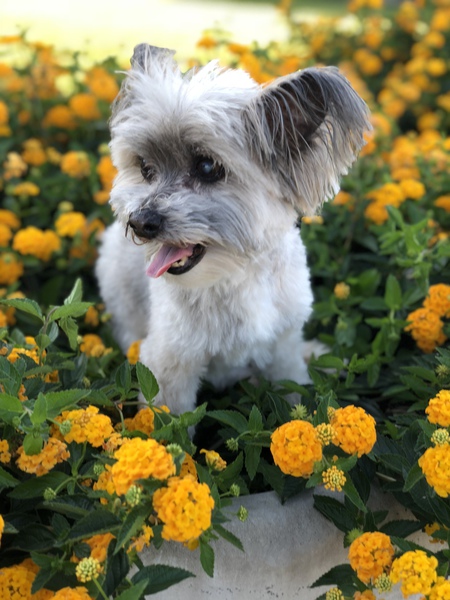Maggie